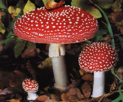    - Amanita muscaria